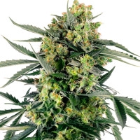 Blueberry Zkittlez Feminisiert Automatic - 1 Samen