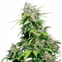 California Indica Feminisiert (Classic Redux Serie) - 10 Samen