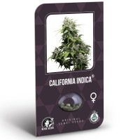 California Indica Feminisiert (Classic Redux Serie) - 10 Samen