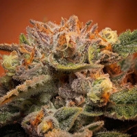 California Orange Bud - 10 Samen