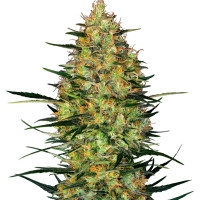 Caramellow Kush Feminisiert (Auto) - 1 Samen