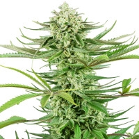 Cashew Kush Feminisiert - 5 Samen