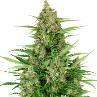 Double Kush Cake Feminisiert (Auto) - 10 Samen