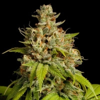 Durban Poison - 10 Samen