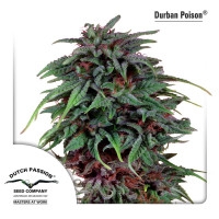 Durban Poison - 10 Samen