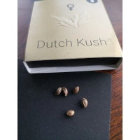 Dutch Kush Feminisiert - 10 Samen