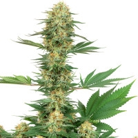 Gelato #420 Feminisiert (White Label) - 3 Samen