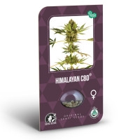 Himalayan CBD Feminisiert - 1 Samen