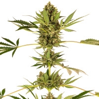 Himalayan CBD Feminisiert - 1 Samen