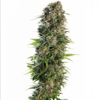 Hindu Kush Feminisiert (auto) (Classic Redux Serie) - 5 Samen