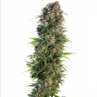 Hindu Kush Feminisiert (auto) (Classic Redux Serie) - 10 Samen