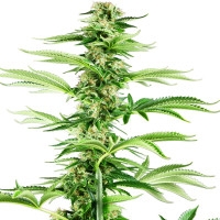 Honey Melon Haze Feminisiert - 1 Samen