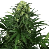 Honey Melon Kush Feminisiert - 1 Samen