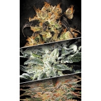 Indica Champions Pack Feminisiert - 6 Samen