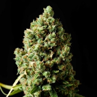 Jack Herer - 10 Samen