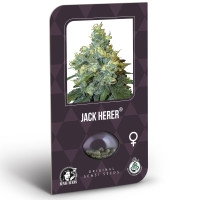 Jack Herer Feminisiert (Classic Redux Serie) - 10 Samen