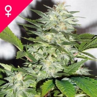 K-Train Feminisiert - 5 Samen