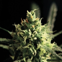 Lemon Skunk Feminisiert - 5 Samen