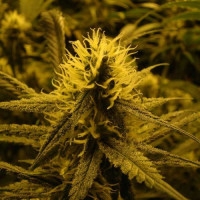 Lemon Skunk Feminisiert - 5 Samen