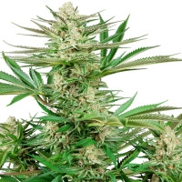 Malibu OG Gold Feminisiert - 10 Samen