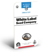 Master Kush Feminisiert (Auto) White Label - 1 Samen