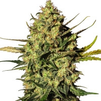 Master Kush Feminisiert (Auto) White Label - 1 Samen