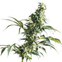 Mexican Sativa Feminisiert (Classic Redux Serie) - 3 Samen