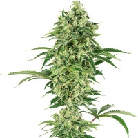 Nicole Hindu Kush Feminisiert (White Label) - 1 Samen