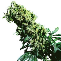 Northern Lights #5 X Haze Feminisiert - 3 Samen