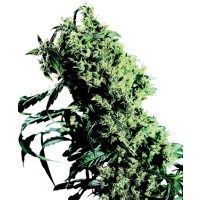 Northern Lights #5 X Haze Feminisiert - 10 Samen