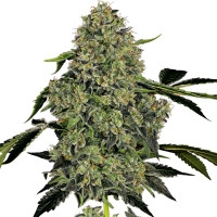 OG Kush Feminisiert (Auto) White Label - 10 Samen