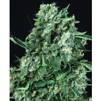 OG Kush Feminisiert (Auto) White Label - 3 Samen