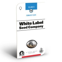 OG Kush Feminisiert (White Label) - 1 Samen