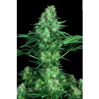 Original White Widow Feminisiert (IBL) - 10 Samen