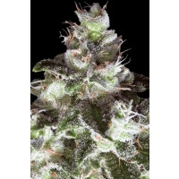 Original White Widow Feminisiert (IBL) - 10 Samen