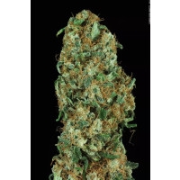 Original White Widow Feminisiert (IBL) - 10 Samen