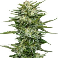 Pineapple Kush Cake Feminisiert (Auto) - 3 Samen