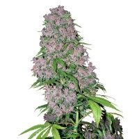 Purple Bud Feminisiert (White Label) - 5 Samen
