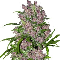 Purple Bud Feminisiert (Auto) White Label - 1 Samen