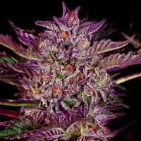 Purple Bud Feminisiert (Auto) White Label - 5 Samen