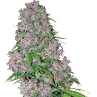 Purple Bud Feminisiert (White Label) - 3 Samen