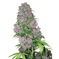 Purple Bud Feminisiert (White Label) - 3 Samen