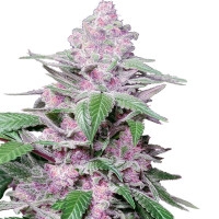 Purple Cookie Kush Feminisiert - 10 Samen