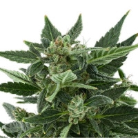 Royal Kush Feminisiert Automatic - 10 Samen