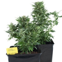 Royal Kush Feminisiert Automatic - 10 Samen