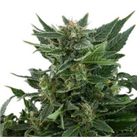 Royal Kush Feminisiert Automatic - 10 Samen