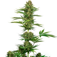 Satin Black Domina CBD Feminisiert - 1 Samen