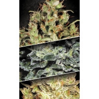 Sativa Champions Pack Feminisiert - 6 Samen