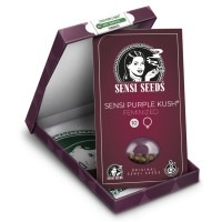 Sensi Purple Kush Feminisiert - 1 Samen