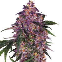 Sensi Purple Kush Feminisiert - 1 Samen